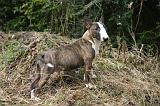 BULL TERRIER MINIATURE 265